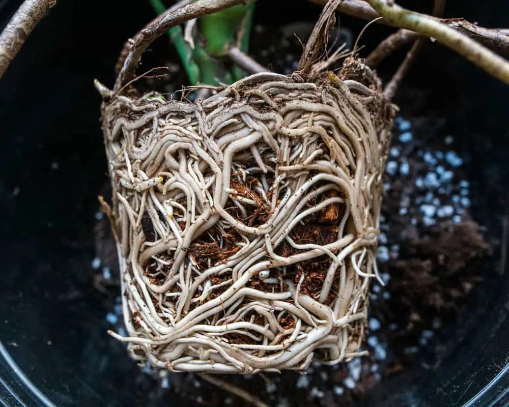 root-rot-in-monstera-how-to-diagnose-and-save-it-bloomsprouts