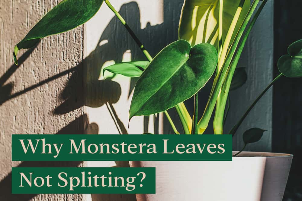 Monstera Leaves Not Splitting