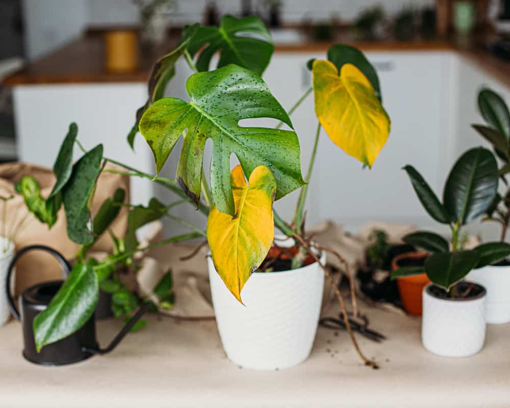 Monstera-Leaves-turn-yellow