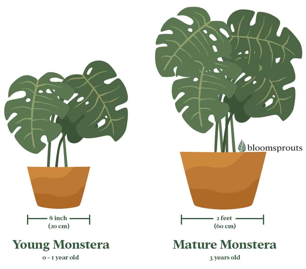 Pot Size for Monstera. If your Monstera is still a baby, it will need smaller pot, no more than 8 inches (20 cm) in diameter. A mature Monstera can get to a pot size of up to two feet (60 cm). 