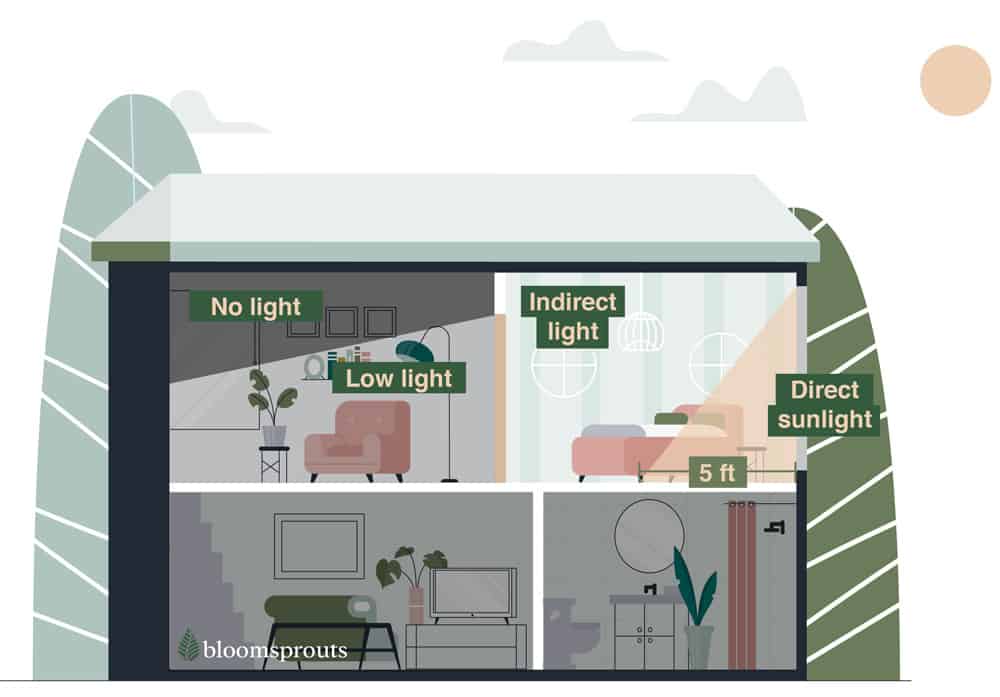 Monstera Room-Light-Condition