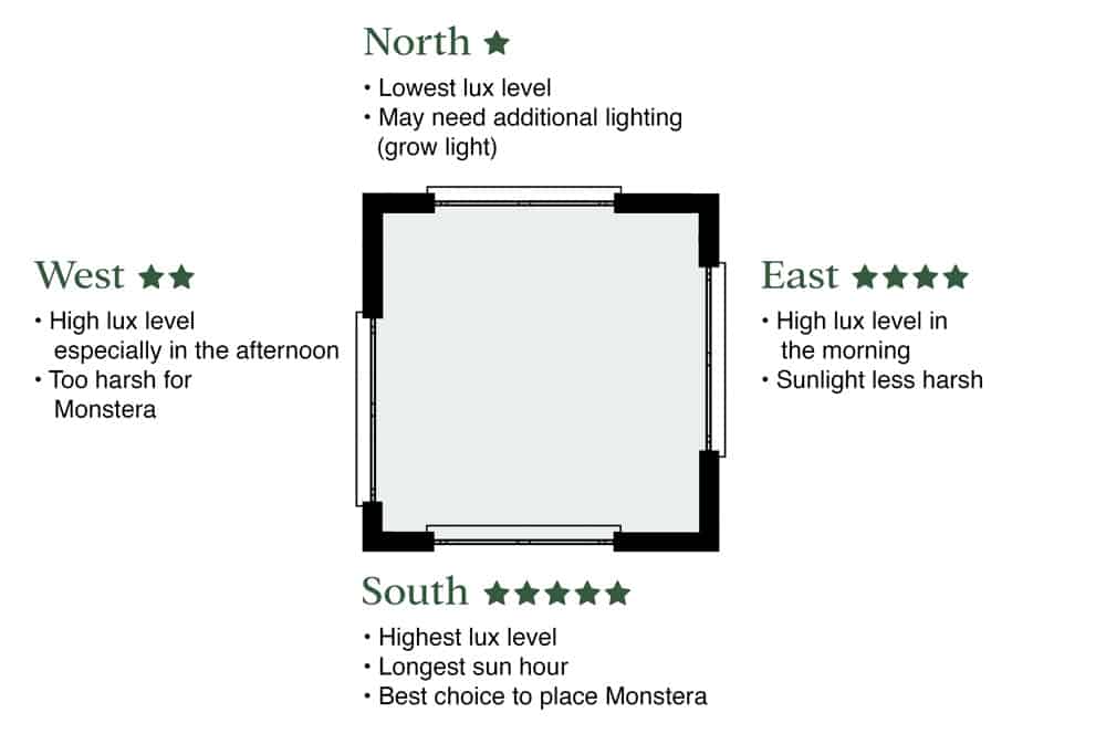 Monstera best window for light
