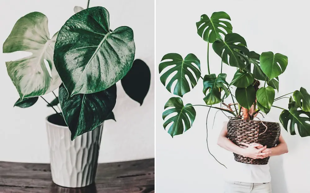 Young Vs Full grown Monstera