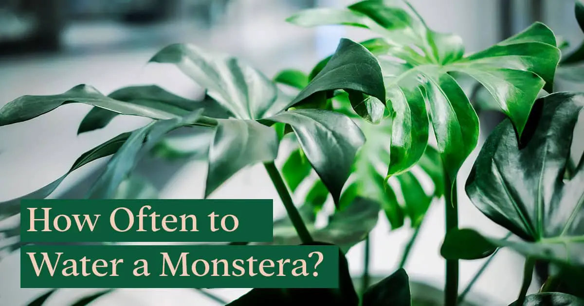 How Often to Water a Monstera? Bloomsprouts