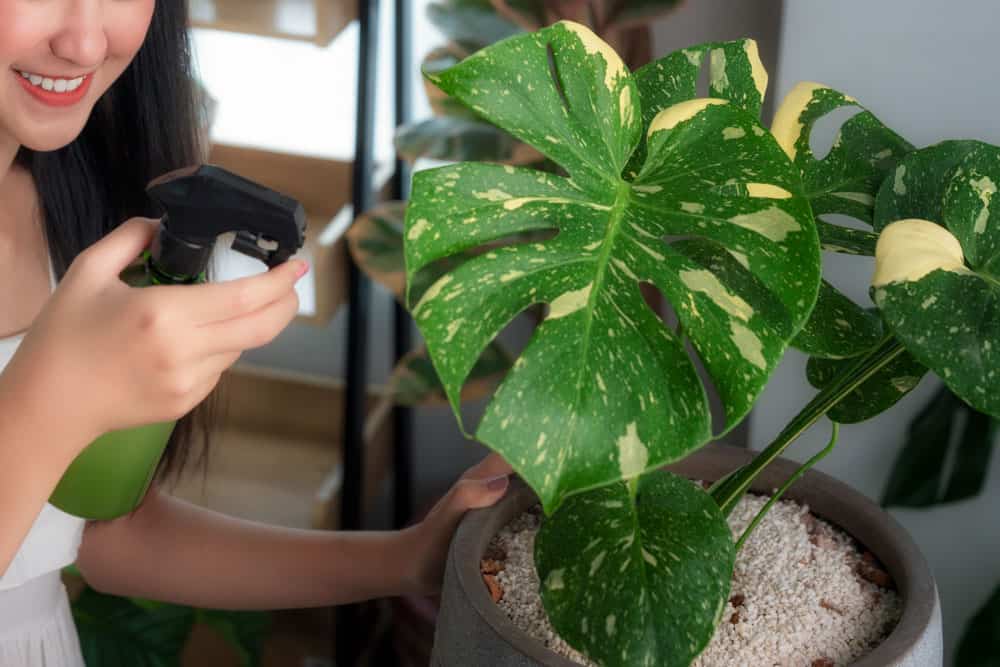 How Often to Water a Monstera? Bloomsprouts