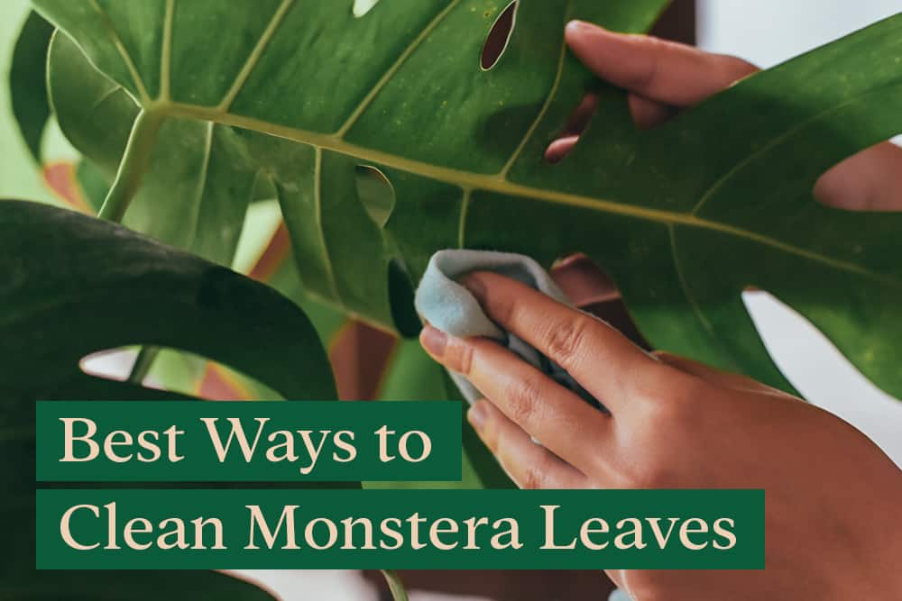 How to Clean Monstera Leaves