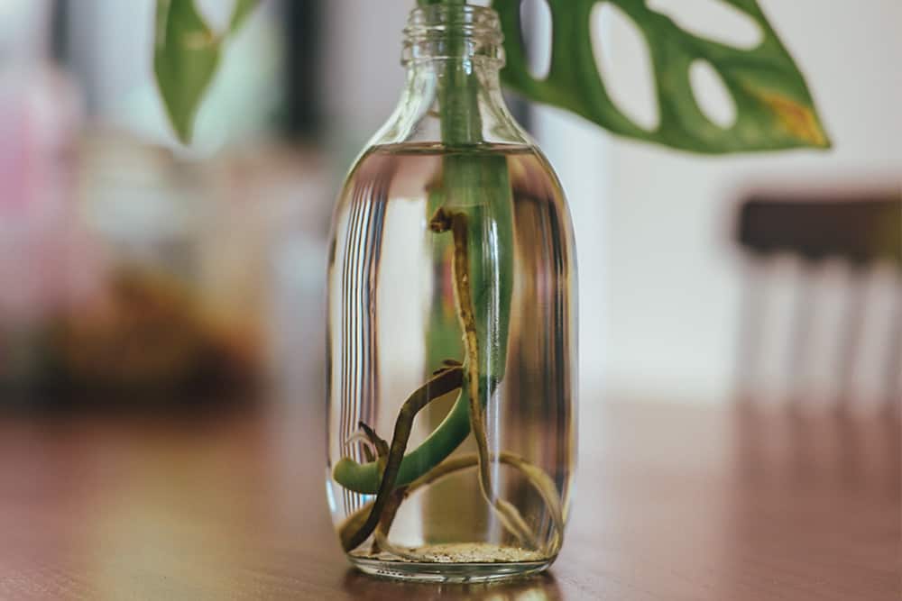 How-to-Grow-Monstera-in-Water