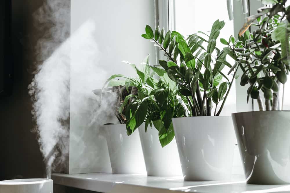 Complete Guide to Use a Humidifier for Houseplants Bloomsprouts