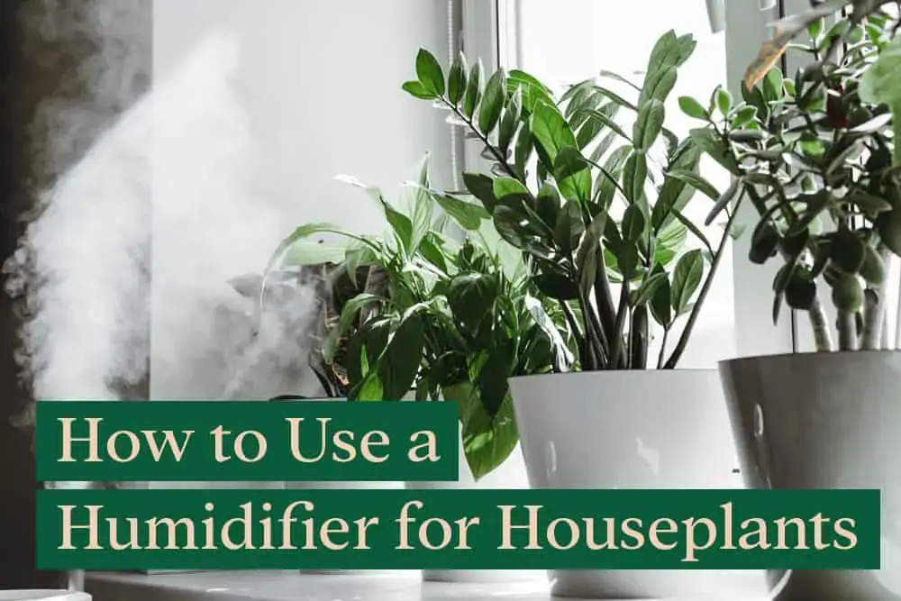 How to use a humidifier for houseplants
