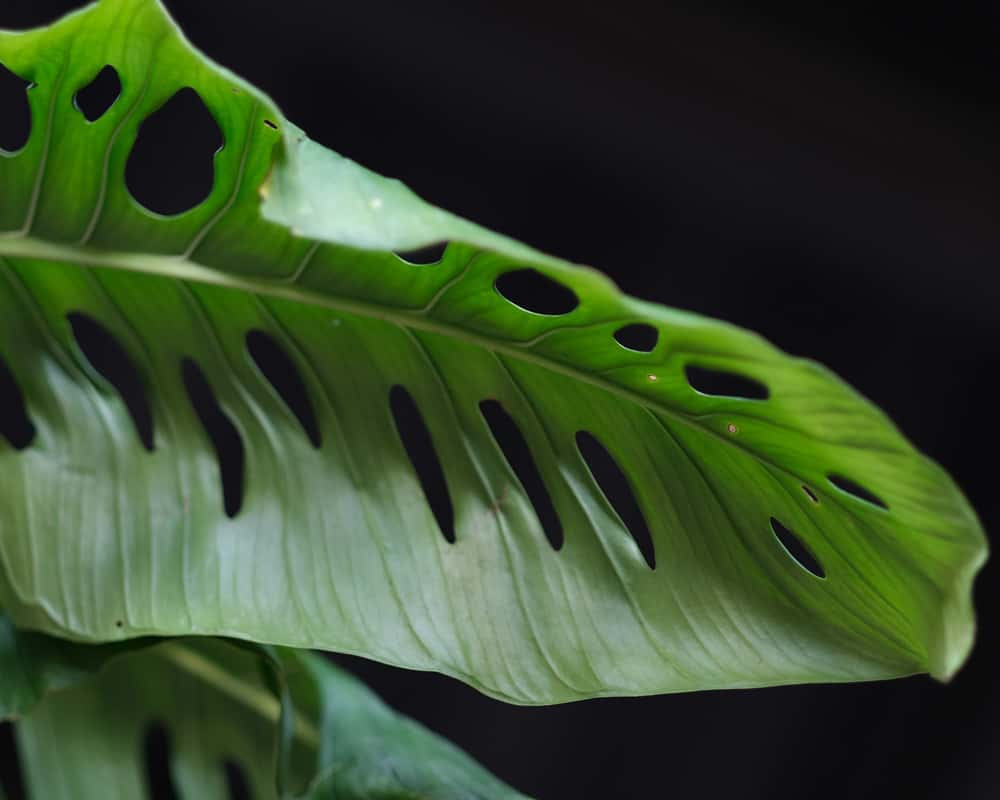 Monstera Acuminata leaves