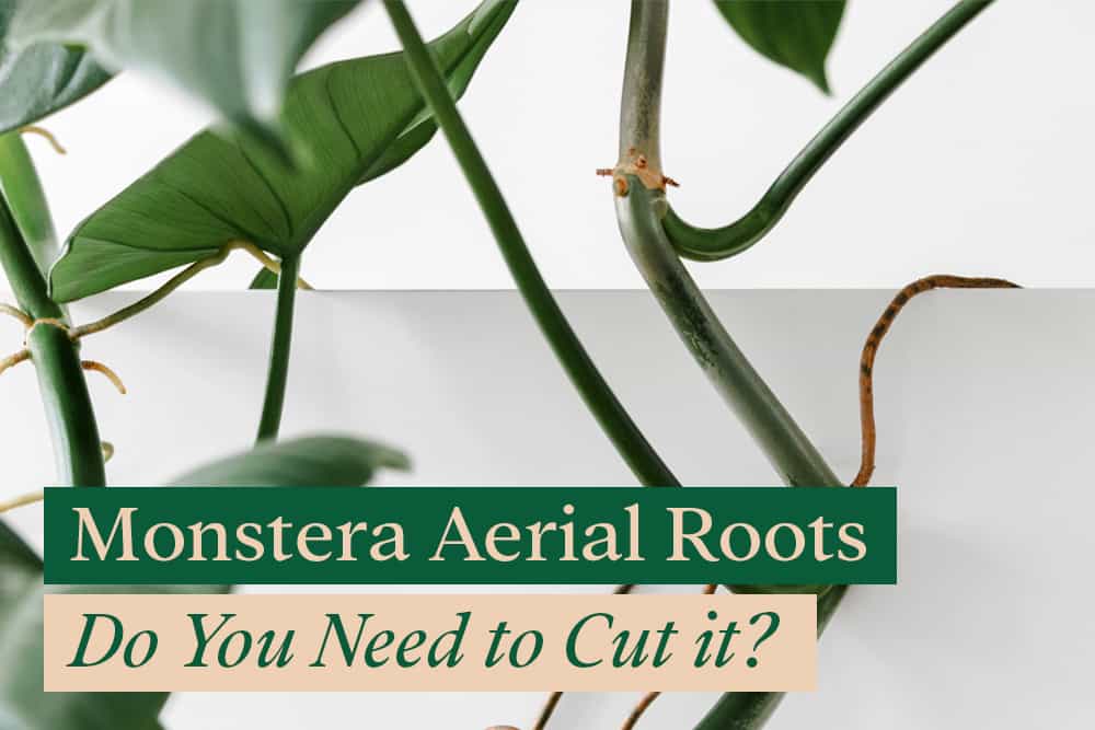 Can i cut Monstera Aerial roots?