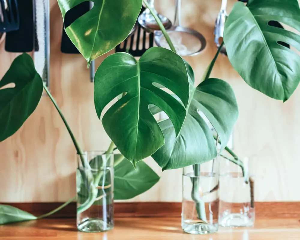 Monstera Borsigiana grown in water (propagation)