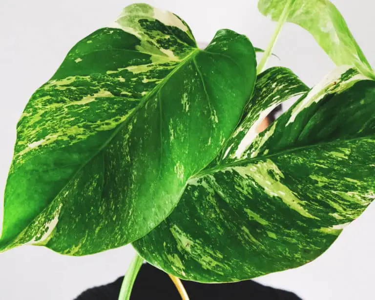 Variegated Monstera Why Are They So Expensive? Bloomsprouts