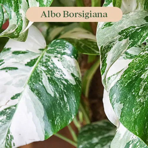 Monstera Variegated Albo Borsigiana leaf pattern