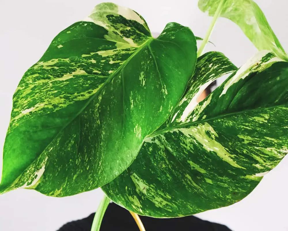 Variegation refers to the naturally-formed lighter patches on a plant’s leaves. These light patches may be light green, yellowish, or even white, depending on the plant species