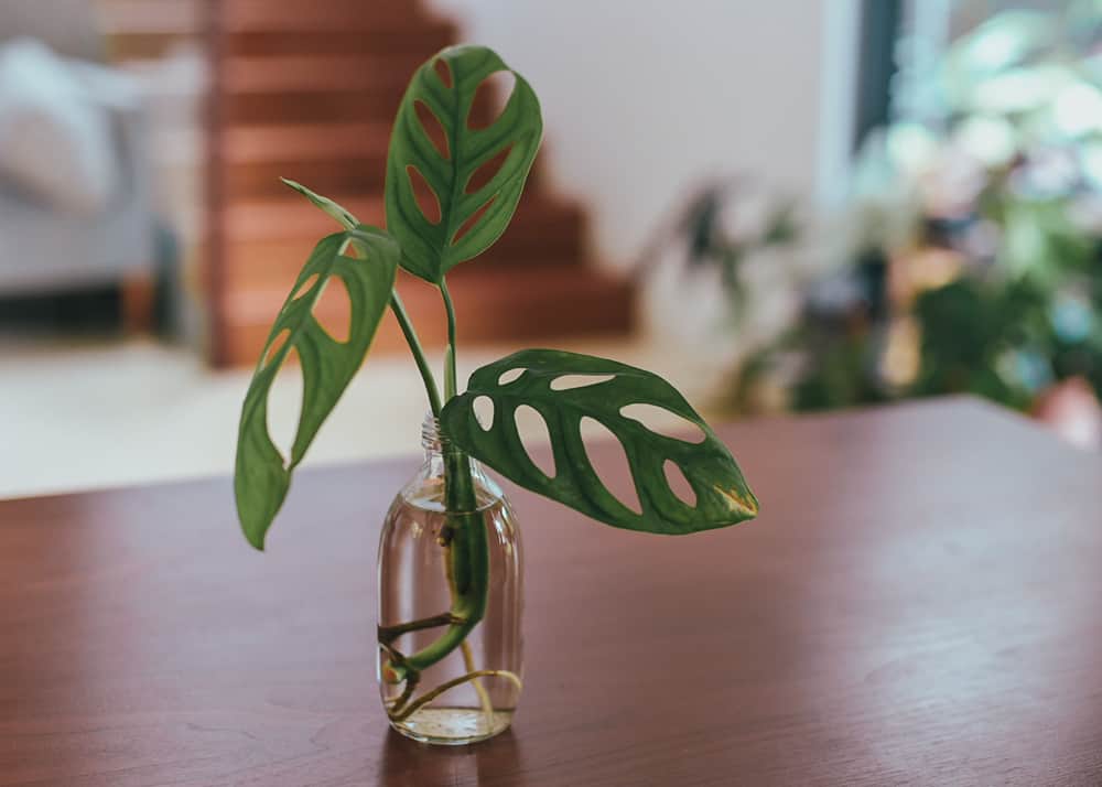 monstera adansonii growing in water in clear vase