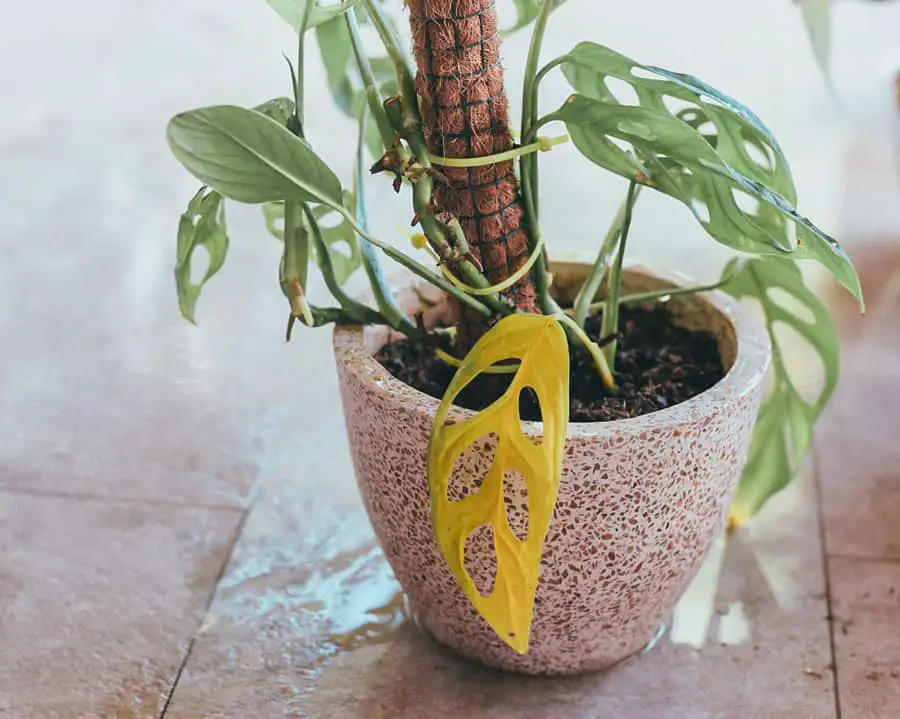 My Monstera Adansonii's oldest leaf turn yellow