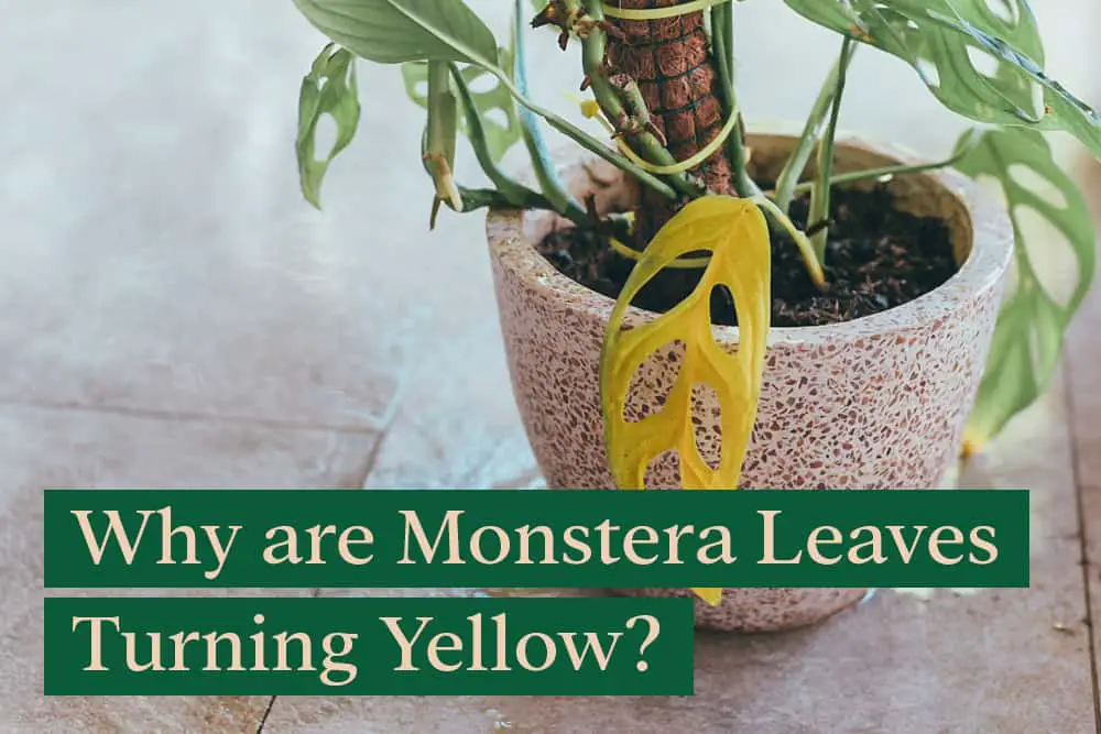 Why are my Monstera leaves turning yellow