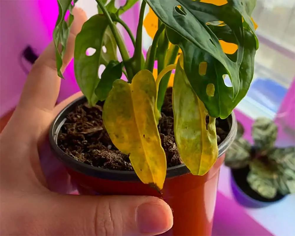 Overwatered monstera leaves turn yellow