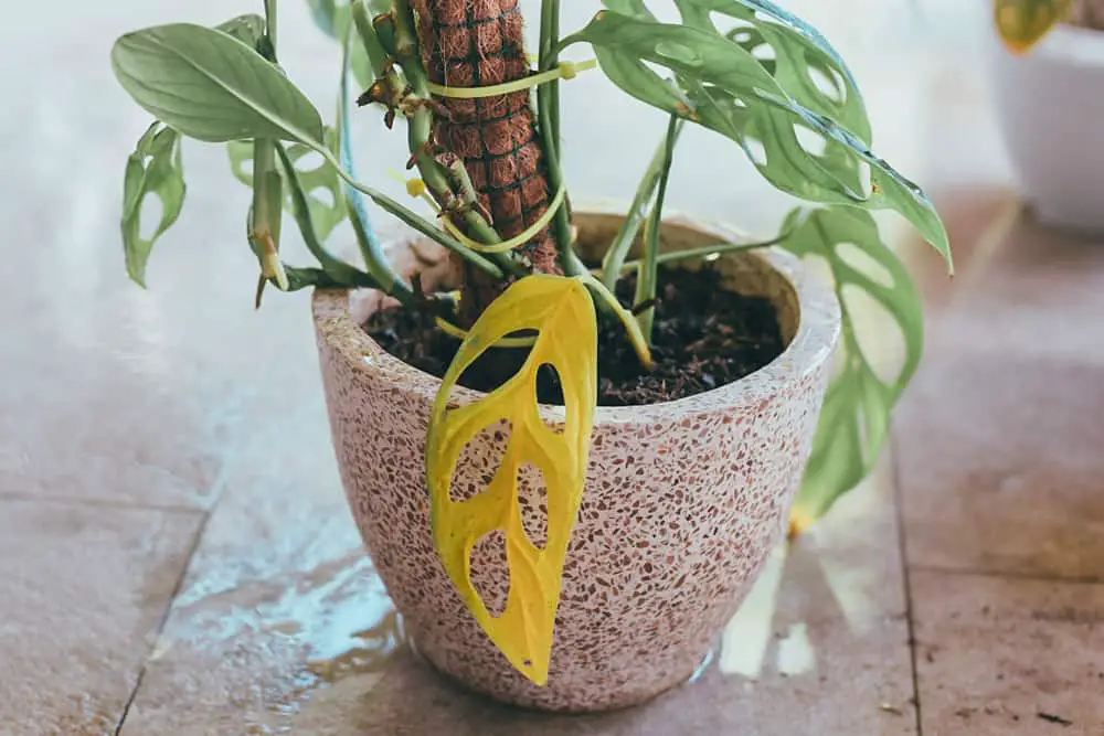 Monstera leaves turn yellow