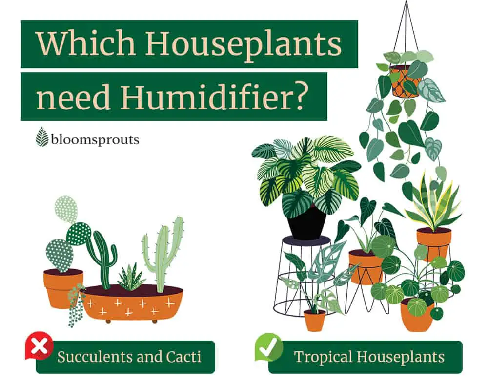 Which houseplants need humidifier