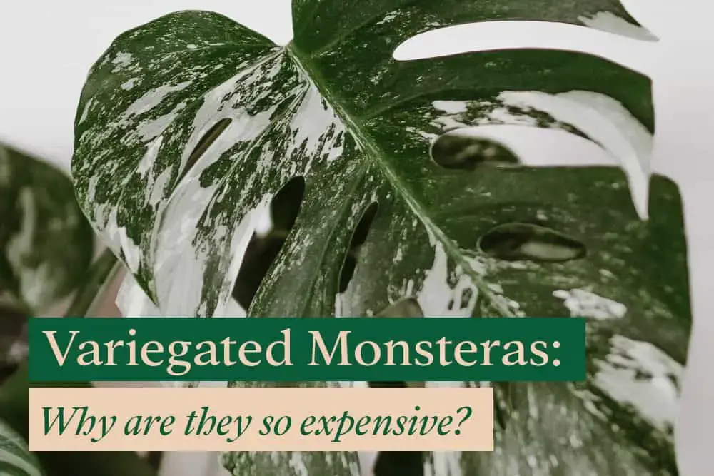 Why is Variegated Monstera so expensive?