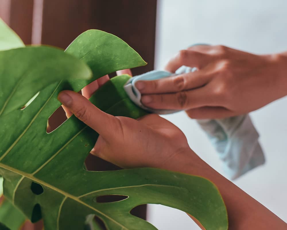 Wiping Monstera leaves to clean it from dust