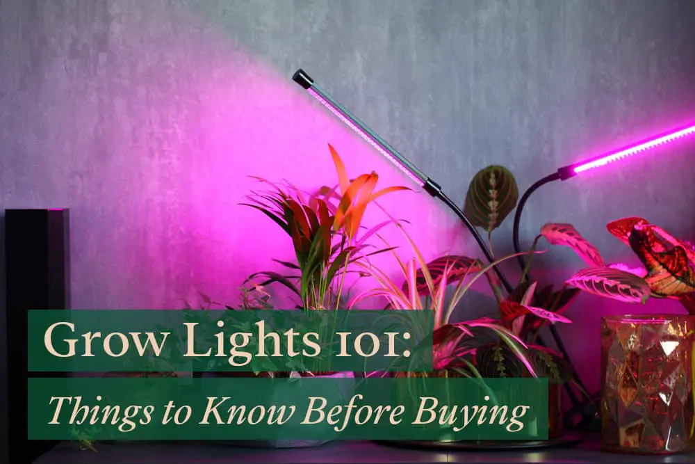 Grow lights for houseplants: Everything you must know before buying one