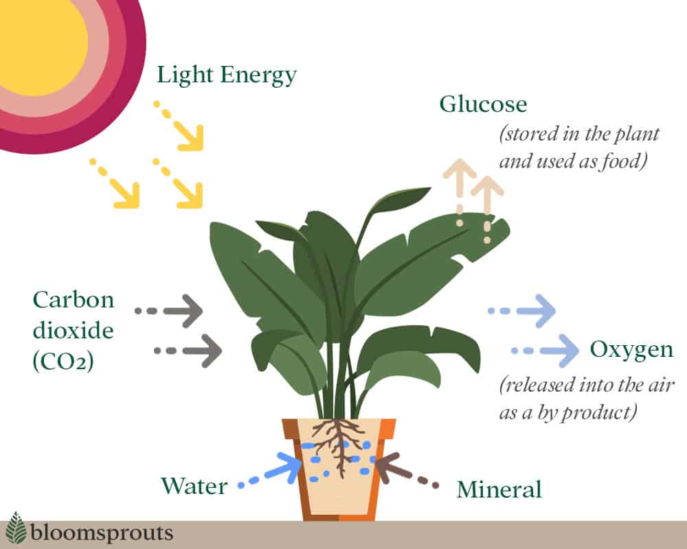 Photosynthesis in plants use light to convert water, mineral and carbon dioxide into oxygen and glucose.