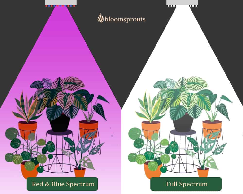 Difference between Red & Blue vs Full spectrum growlights