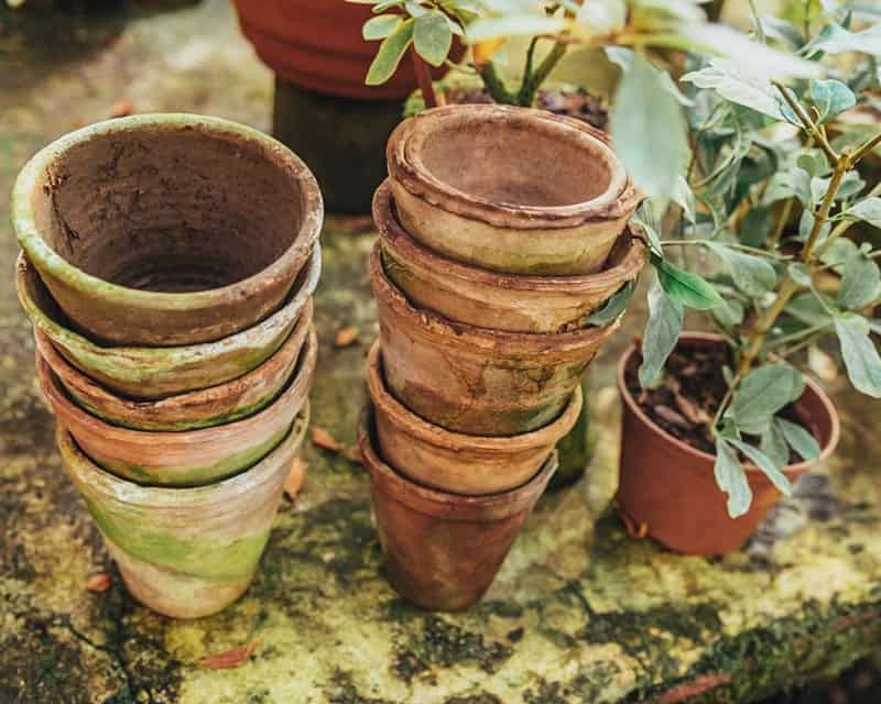 Green algae on empty terracotta pots