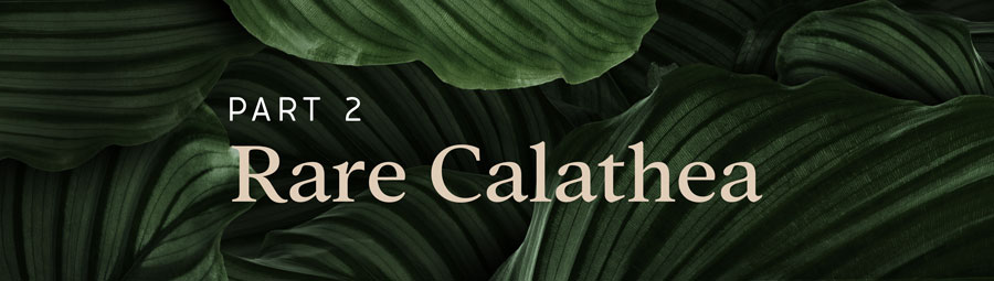 Rare Calathea variety