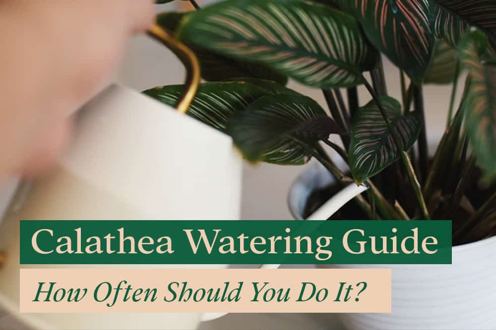 Calathea Watering Guide