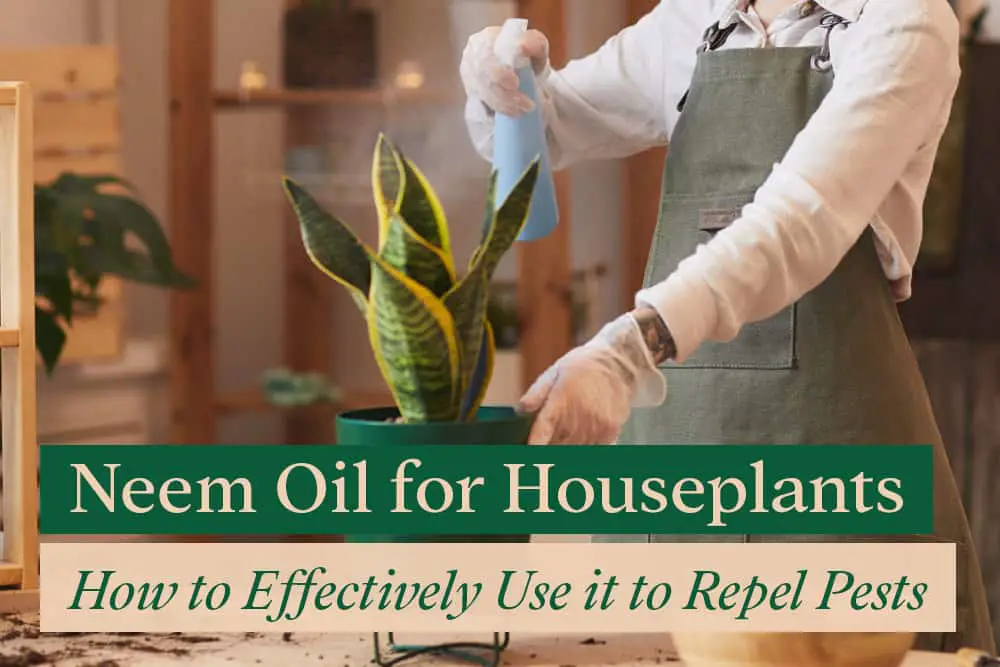 Neem oil for houseplants
