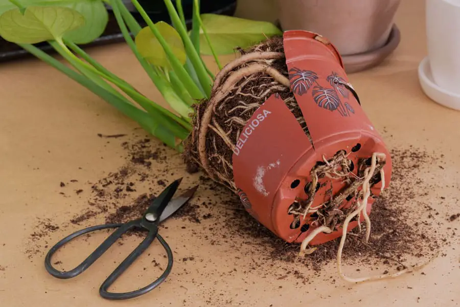 Overgrown roots from the bottom of the pot