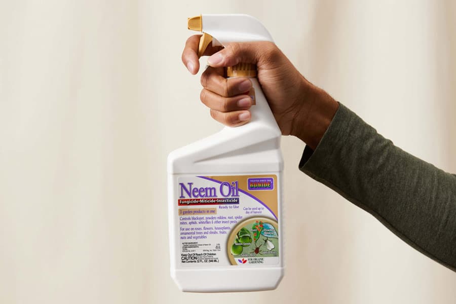 Bonide Neem Oil to repel thrips on Monstera