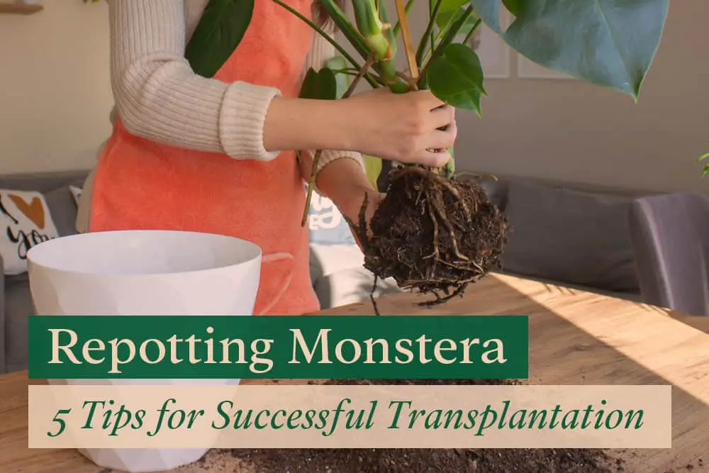 Repotting Monstera plant from old pot to a new pot