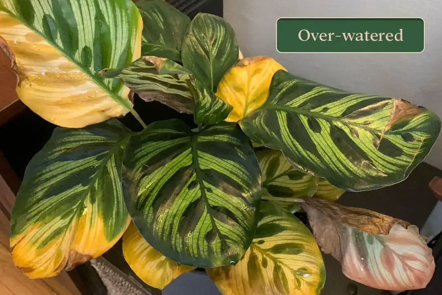 Over-watered Calathea plant