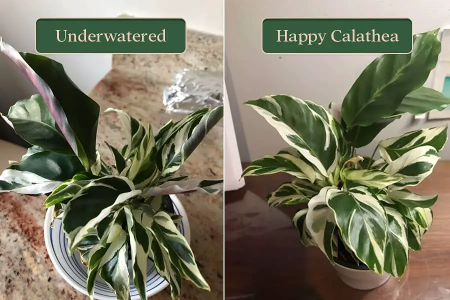 Calathea houseplant in under-watered condition vs one well watered