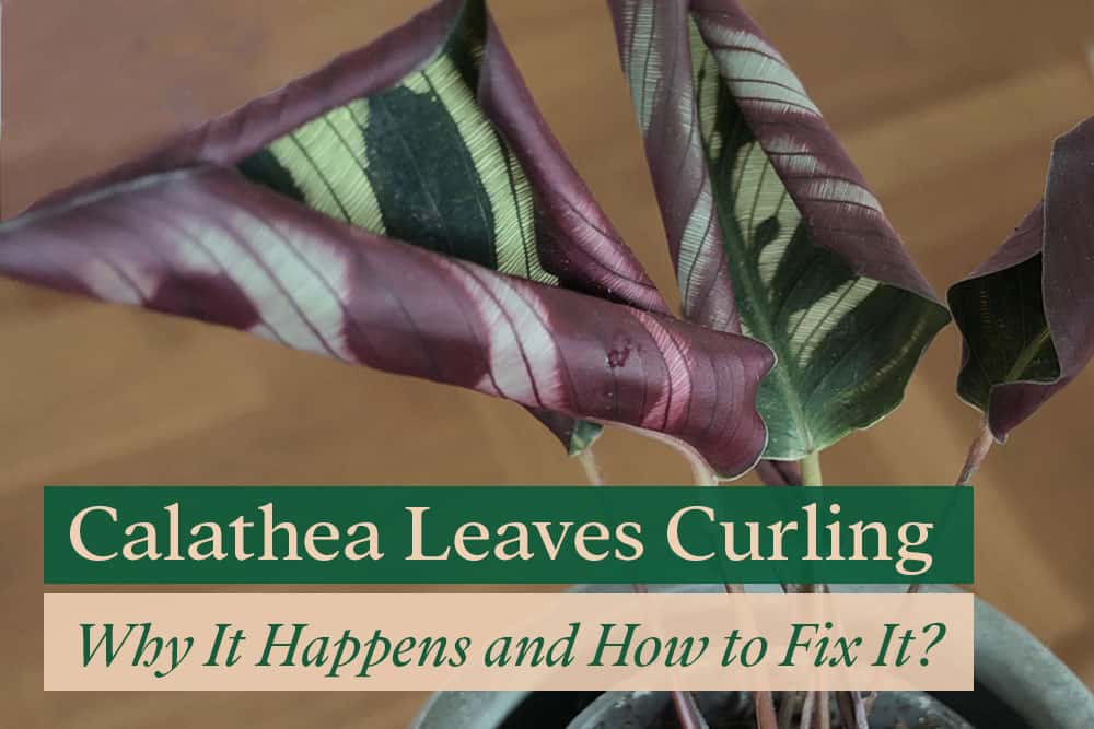 Calathea Leaves Curling: Why It Happens and How to Fix It?