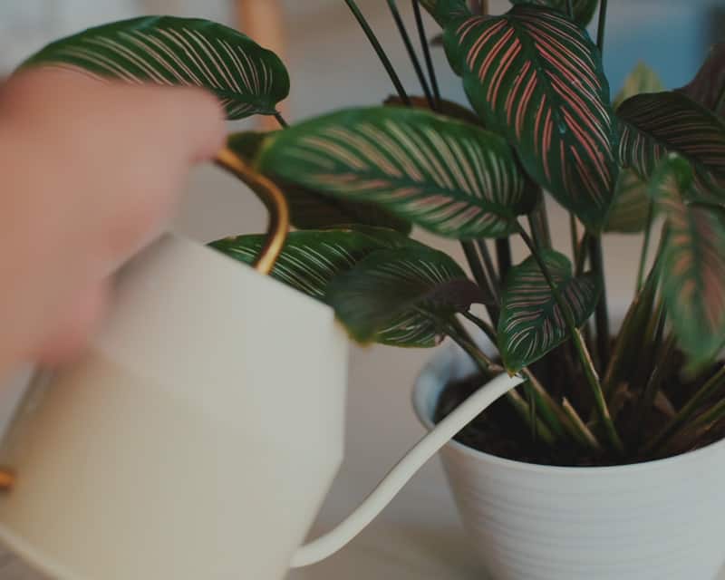 watering calathea plant