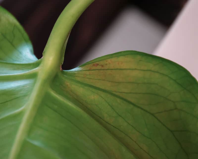 Discoloration on Monstera plant leaf caused by thrips infestation