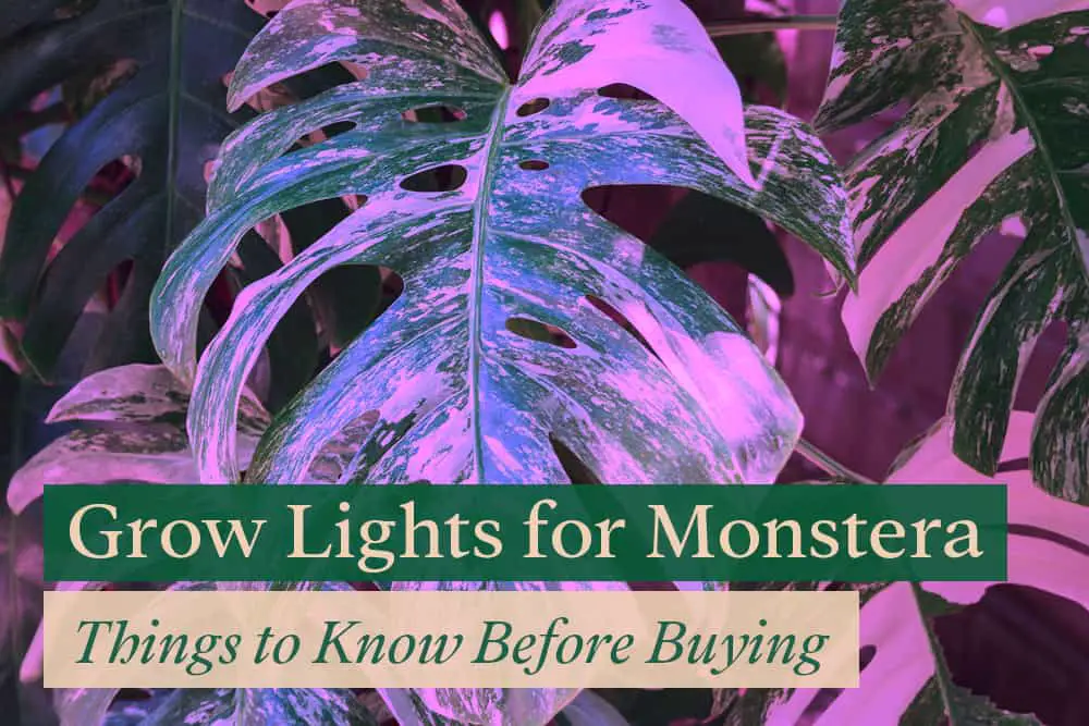 Best Grow Lights for Monstera Here s How to Choose One