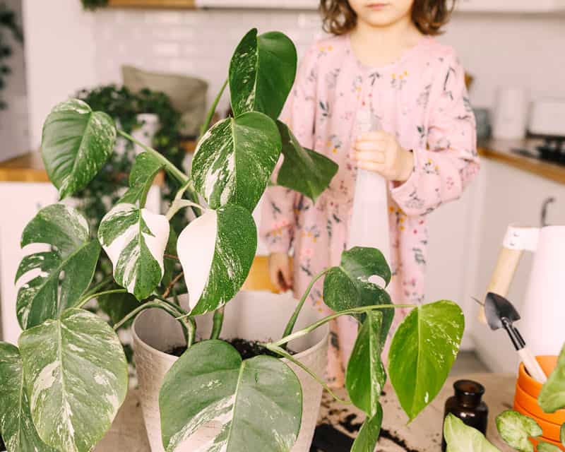 Teaching kids to care for Monstera helps them avoid chewing the plant