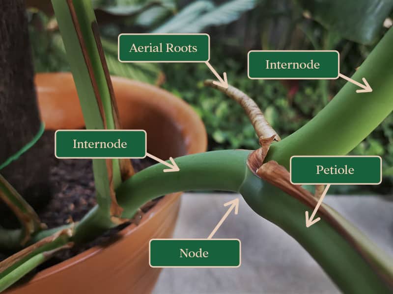 Monstera anatomy showing nodes, internodes, petiole and aerial roots