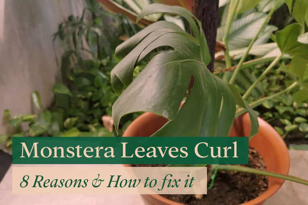 Monstera leaf curl due to underwatering