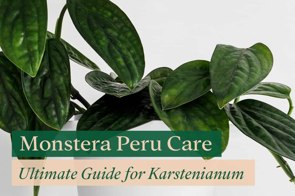 Monstera Peru Leaves 