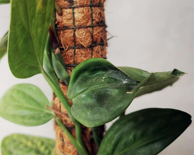 Monstera Peru Spider mites infestation