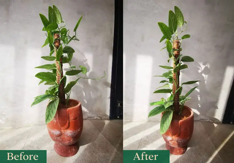 Monstera Peru before and after pruning 