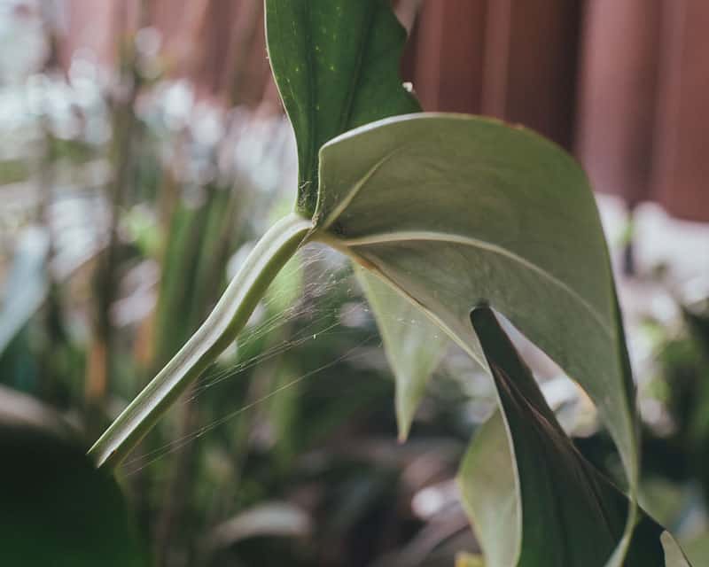 Webbings of Spider mites on monstera